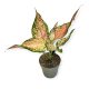 Aglaonema 'Dolphin' - Rákvirág