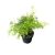Asparagus densiflorus 'Cwebe' - Aszparágusz