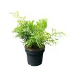 Asparagus densiflorus 'Cwebe' - Aszparágusz