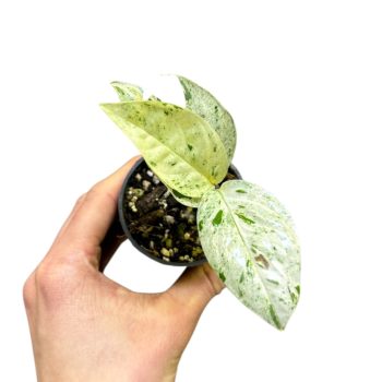   Epipremnum pinnatum 'Marble Variegata' mini (Inplanted)