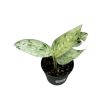 Epipremnum pinnatum 'Marble Variegata' mini (Inplanted)