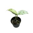 Epipremnum pinnatum 'Marble Variegata' mini (Inplanted)