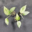 Epipremnum pinnatum 'Marble Variegata' mini (Inplanted)