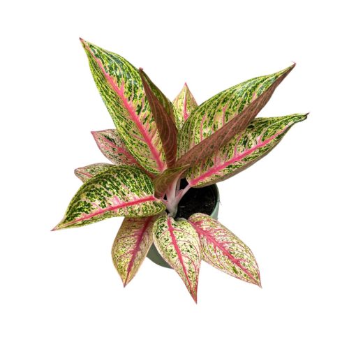 Aglaonema 'Romance Red'