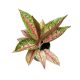 Aglaonema 'Romance Red'