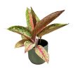 Aglaonema 'Romance Red'