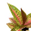 Aglaonema 'Romance Red'