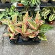 Aglaonema 'Romance Red'