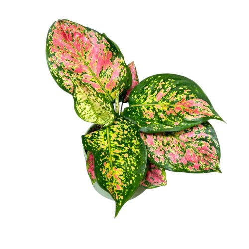 Aglaonema 'Spotted Star'