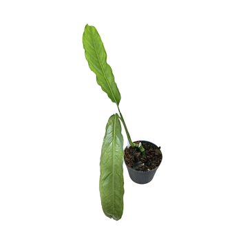 Monstera obliqua 'Tiwintza' (Inplanted)