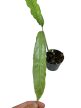 Monstera obliqua 'Tiwintza Narrow' (Inplanted)