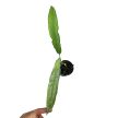 Monstera obliqua 'Tiwintza Narrow' (Inplanted)