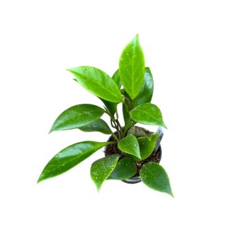 Hoya 'Sunrise' mini (Inplanted)