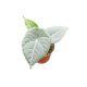Alocasia 'Maharani' (mini)