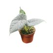 Alocasia 'Maharani' (mini)