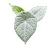 Alocasia 'Maharani' (mini)