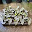 Alocasia 'Maharani' (mini)