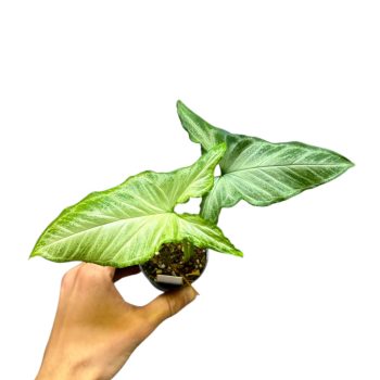 Syngonium sp. 'Silver Ash' mini (Inplanted)