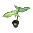 Syngonium sp. 'Silver Ash' mini (Inplanted)