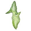 Syngonium sp. 'Silver Ash' mini (Inplanted)