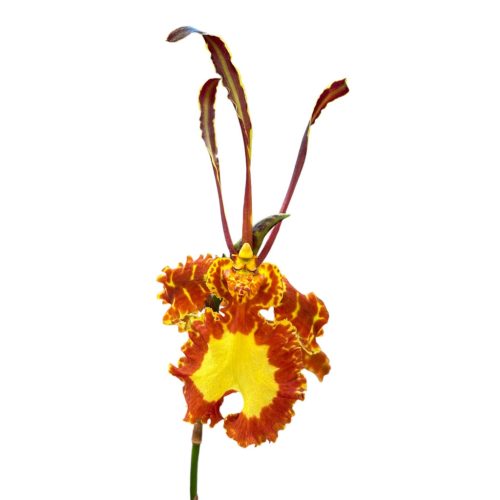 Psychopsis Mariposa 'Green Valley'