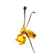 Psychopsis Mariposa 'Green Valley' (virágszáras)