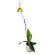 Psychopsis Mariposa 'Green Valley' (virágszáras)
