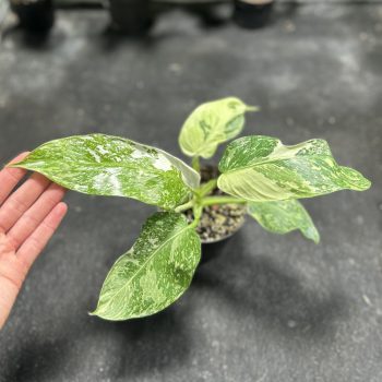   Philodendron 'Jose Buono' 1. (Grower's Select)