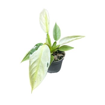 Philodendron 'Jose Buono' (mini)