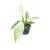 Philodendron 'Jose Buono' (mini)