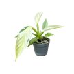 Philodendron 'Jose Buono' (mini)