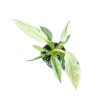 Philodendron 'Jose Buono' (mini)