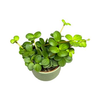 Peperomia tetraphylla 'Hope'