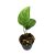 Monstera obliqua 'Canelos' (Inplanted)