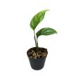 Monstera obliqua 'Canelos' (Inplanted)