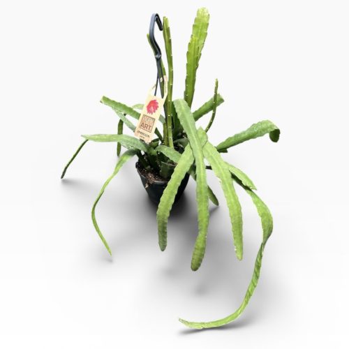 Disocactus ackermannii 'Red Tip' - Epiphyllum ackermannii 'Red Tip' - Levélkaktusz