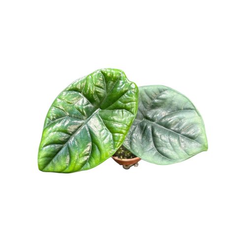 Alocasia sinuata (mini)