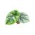 Alocasia sinuata (mini)