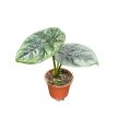 Alocasia sinuata (mini)