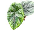 Alocasia sinuata (mini)