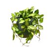 Hoya heuschkeliana 'Variegata'