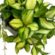 Hoya heuschkeliana 'Variegata'