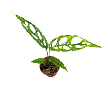 Monstera obliqua 'Peru' mini