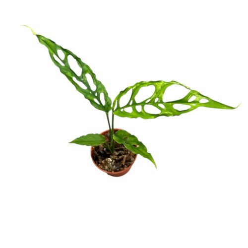 Monstera obliqua 'Peru' mini