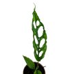 Monstera obliqua 'Peru' mini