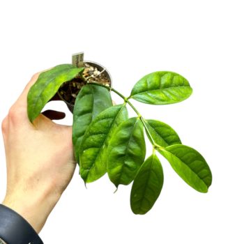 Hoya campanulata mini (Inplanted)