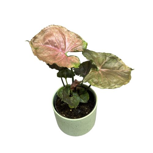 Syngonium podophyllum ‘Strawberry Ice’