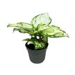 Aglaonema 'Ivory Jade' mini
