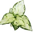 Aglaonema 'Ivory Jade' mini