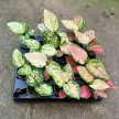 Aglaonema 'Ivory Jade' mini